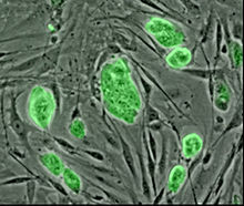 220px Mouse embryonic stem cells
