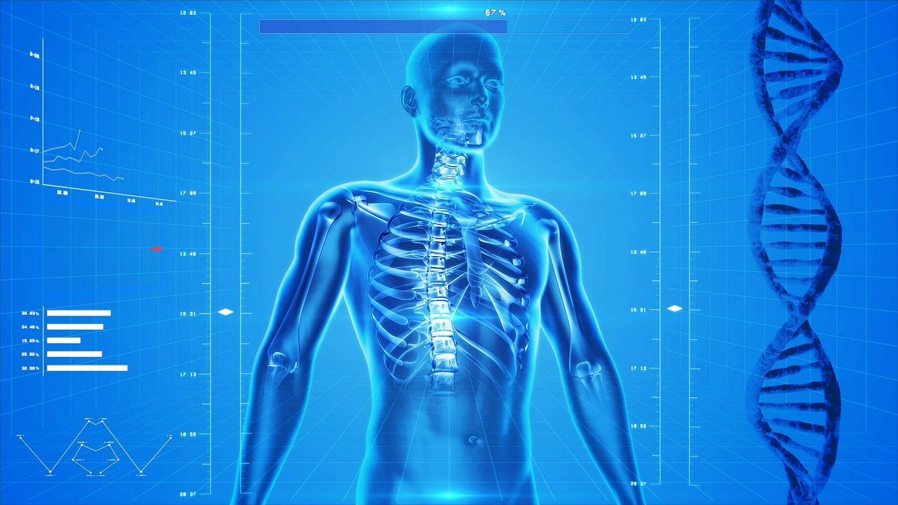 human skeleton 163715 1280
