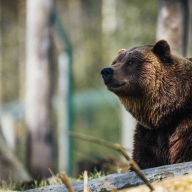 UNIPD: Intervista a Renato Semenzato sulla storia dell'orso in Trentino